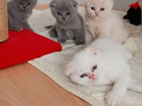 Scottish Fold Yavru