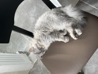 5 aylık british longhair kedimiz için açıklamayı okuyunuz
