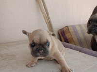 Blue french bulldog yavrular