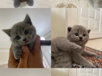 Sağlıklı oyuncu british shorthair bebekler