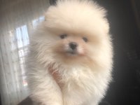3 aylık 1 dişi ve 1 erkek üst kalite pomeranian boo