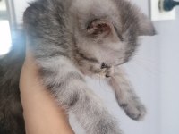 Yavru British Shorthair