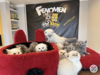 Top kafa Scottish fold yavrular Ankara mağazamızda 