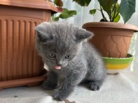 British shorthair küçük prenses