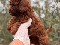Kore Dark Brown Poodle Dişi Gerçek Kalite İsteyene