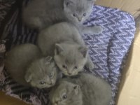 ORJİNAL ŞECERELİ KEDİLER YUVALARINI ARIYOR
