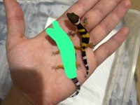 YAVRU LEOPAR GEKO