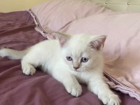 British shorthair