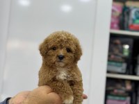 Minicik Çok Sevimli Toy Poodle Yavrularımız