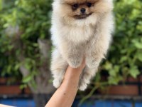 Pomeranian boo ırk garantili
