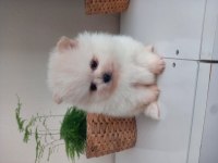 Mükemmel kalitede pomeranian ayıcıklar kaçıran üzülür