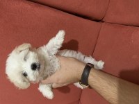 Kar Topu Gibi Dişi Terrier