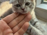 Teslime hazır yavru kediler