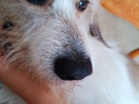 Tam Ev Köpeği