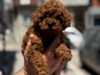 Yavru Toy Poddle Aşılı Ve Çipli Erkek Yada Dişi