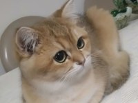 British Golden Shorthair ny 11 EVA