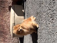 Pomeranian dişi 1 yaşında