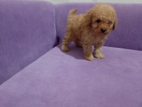 Poodle yavrularımız toy ve mini boy renk renk