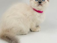 Ragdoll bebekler rezerve açık