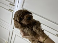 Sevecen Tatlı Poodle Bebişler