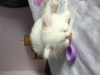 Sevimli yavrumuz british longhair