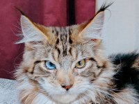 Maine coon yavrular