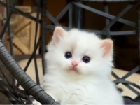 Şampiyon Anne ve Babanın Safkan Ragdoll Bebekleri