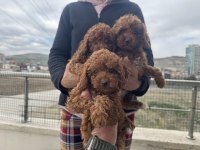 Ankarada aktif 7 adet toy poodle ziyarete açık