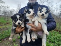 Sibirya yavru köpeklerimiz