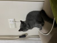 BRİTİSH KEDİMİZ AİLESİNİ BEKLİYOR
