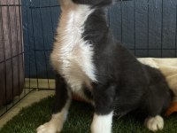 Ruhsatlı Çiftliğimizden border collie yavrumuz