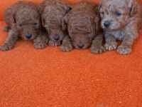 Kg garantili toy poodle yavrular