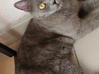 DİŞİ SCOTTİSH STRAİGHT KEDİMİZ ANNE TECRÜBESİ VARDIR