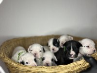 Standart renk dişi ve erkek fransız bulldog yavruları