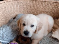 GOLDEN RETRİEVER YAVRU KÖPEKLER