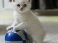 British shorthair bebeklerimi veriyorum