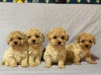 Morkie köpekler