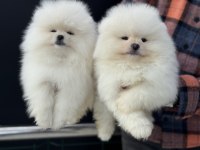Tea cup sçr li pomeranian yavrular petmode den