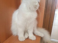 BRİTİSH LONGHAİR ERKEK