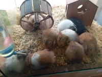 Yavru hamsterlar
