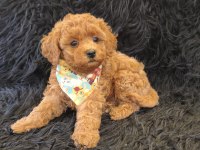 Red Toy Poodle Erkek