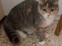 British Shorthair (Melez)