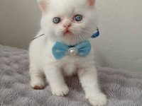 Mavi Gözlü Blue Point British Shorthair Yavrular