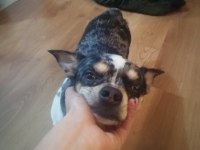 3 yaşında enerjik şivava chihuahua