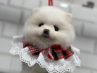 Üretim çiftliğinden pomeranian boo