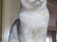 Scottish straight shorthair ns11 dişi