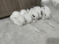 Safkan hollanda lop tavşanı bebekler