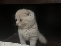 7 adet scottish fold yavrusu