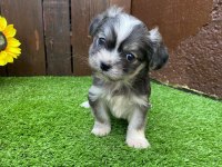 morkie bebeğimiz