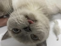Safkan British Shorthair Dişimiz İçin DAMAT Arıyoruz